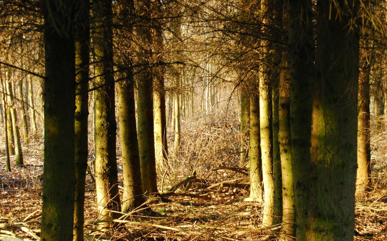 Forest / green - carbon-credit structuring